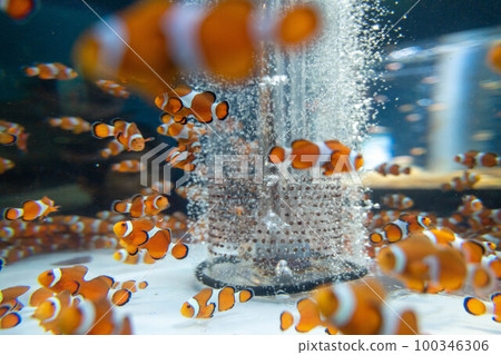 小丑魚熱帶魚 100346306