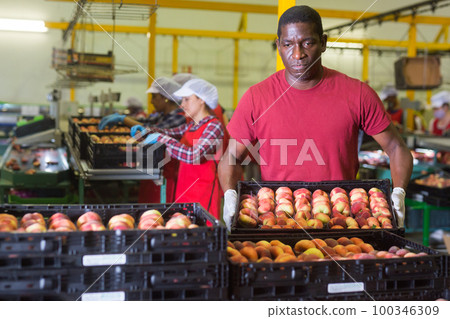 Man working at fruit storage carrying box Man working at fruit storage carrying box 100346309