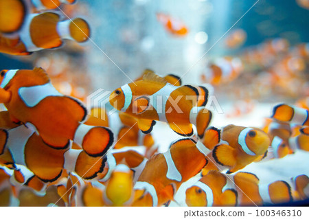 Clownfish tropical fish 100346310
