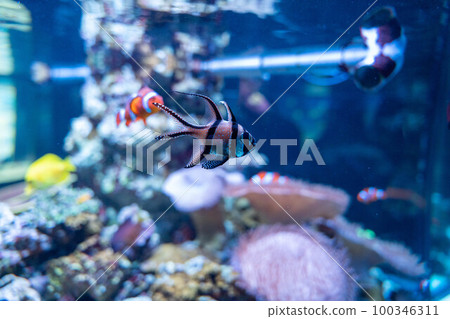 Three-shot beautiful tropical fish 100346311