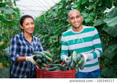 Two successful farmers showcase full boxes of ripe cucumber 100346317
