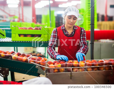Latina female sorting peaches at fruits warehouse 100346500