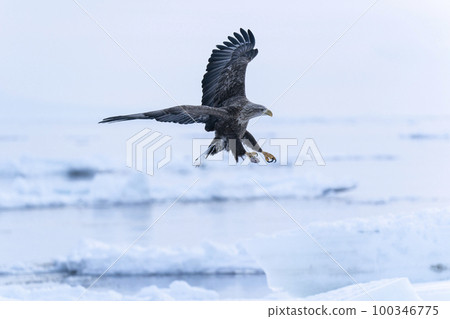 White-tailed eagle White-tailed eagle 100346775