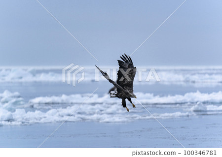 White-tailed eagle 100346781