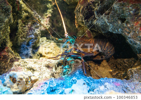 大刺龍蝦 鴨川海洋世界 大刺龍蝦 鴨川海洋世界 100346853