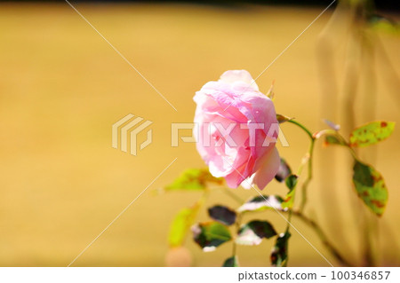 玫瑰花朵Pierre de Ronsar 100346857