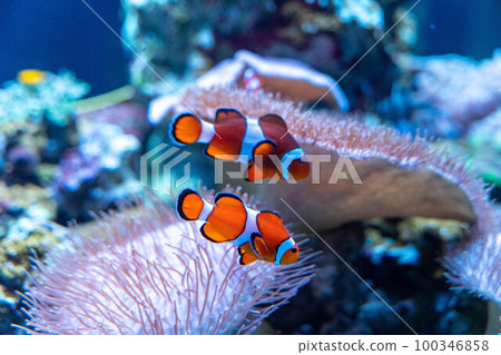 A pair of clownfish tropical fish 100346858