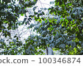 Leaves covered with snow [Snow scene] 100346874