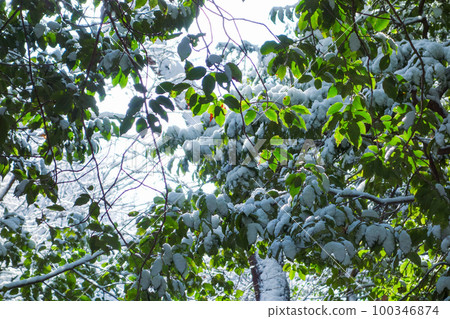 落葉被雪覆蓋[雪景] 100346874