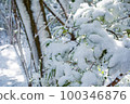 Leaves covered with snow [Snow scene] 100346876