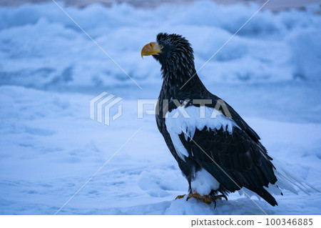 Eagle Eagle 100346885