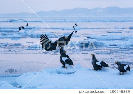 Eagle Eagle 100346889