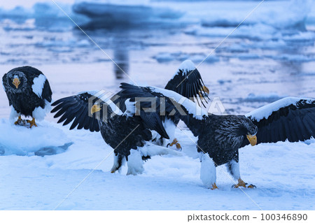 Eagle Eagle 100346890