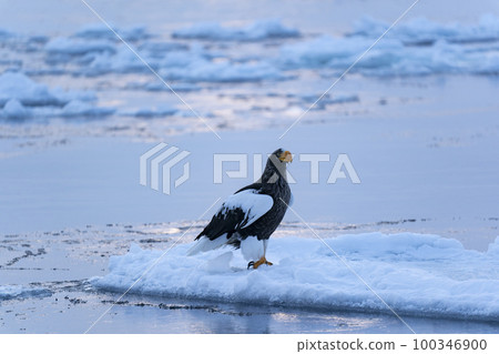 Eagle Eagle 100346900