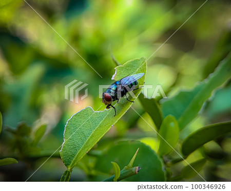 The common green bottle fly on a green leaf with blur and bokeh background. 100346926