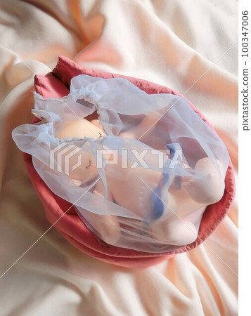 A fetus growing in the cradle of the womb A fetus growing in the cradle of the womb 100347006