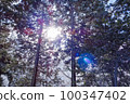 Trees in the snowy mountains Sunlight shining in 100347402