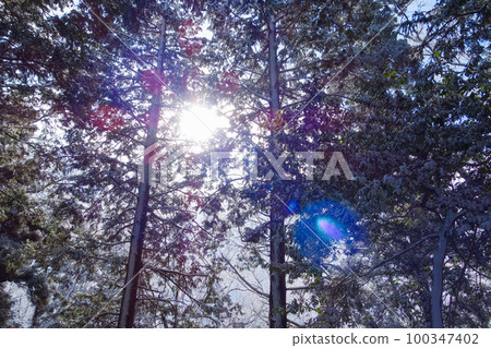 Trees in the snowy mountains Sunlight shining in 100347402