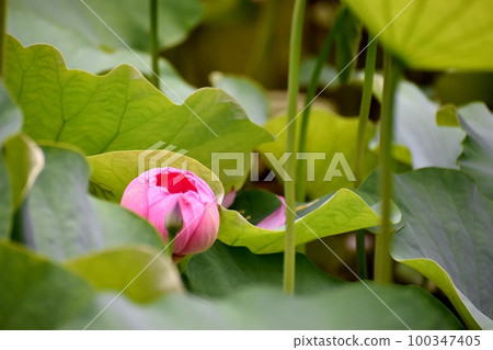 蓮花 蓮花 100347405