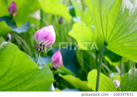 Bud of lotus 100347631