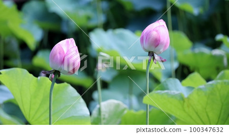 Bud of lotus Bud of lotus 100347632