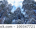 Beautiful forest in the snowy mountains [winter scenery] 100347721