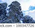 Beautiful forest in the snowy mountains [winter scenery] 100347726