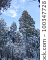 Beautiful forest in the snowy mountains [winter scenery] 100347728