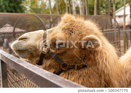 Big camel Sayuri World Big camel Sayuri World 100347770