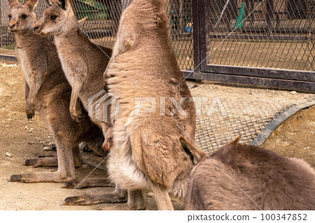 Baby Gray Kangaroo Sayuri World 100347852