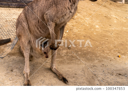 Baby Gray Kangaroo Sayuri World Baby Gray Kangaroo Sayuri World 100347853