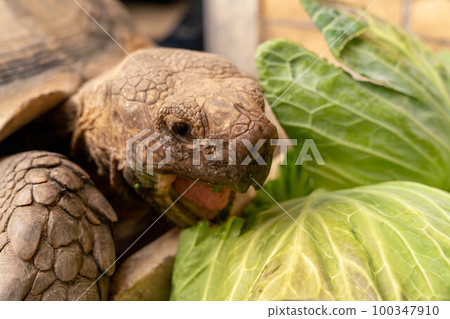 A tortoise eating a meal Sayuri World 100347910