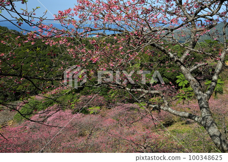 沖繩縣國頭郡本部町,本部八重岳櫻花節會場的琉球寒緋櫻叢生,背景是沖繩大海 沖繩縣國頭郡本部町,本部八重岳櫻花節會場的琉球寒緋櫻叢生,背景是沖繩大海 100348625
