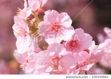 河津櫻8434 100348665