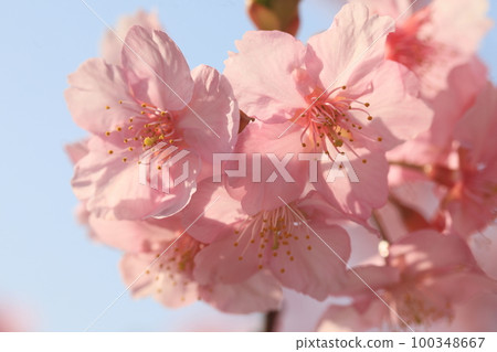 河津櫻8435 100348667