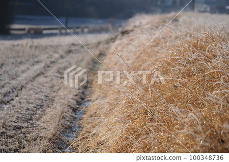Rice fields and footpaths in a frosty morning 100348736