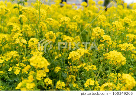 Canola flower field in full bloom 100349266