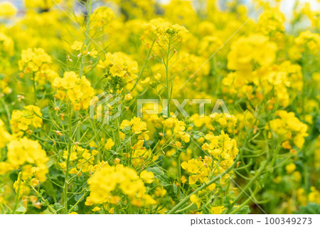Beautiful rape field Beautiful rape field 100349273