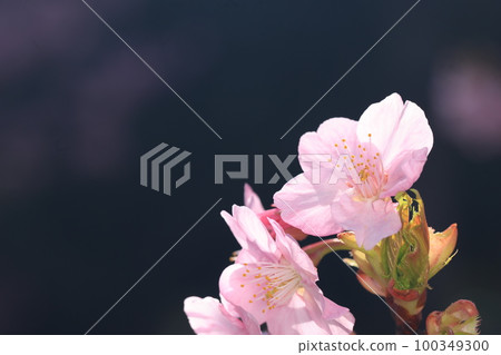 Kawazuzakura 8633 100349300