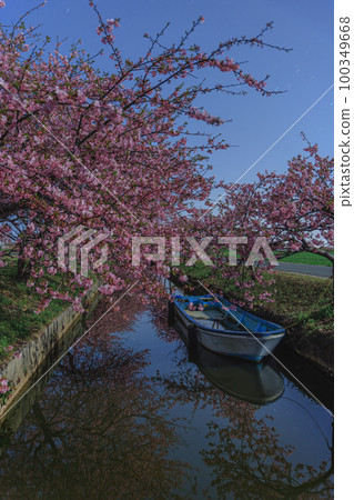 被月光照亮的笠松河津櫻花路 被月光照亮的笠松河津櫻花路 100349668