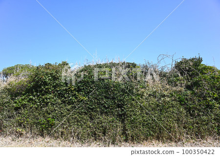 Scenery of Jogashima Park in Kanagawa Prefecture Scenery of Jogashima Park in Kanagawa Prefecture 100350422