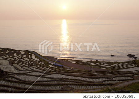 Evening view of Shiroyone Senmaida in spring 100350693