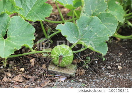 Pumpkin in the field Pumpkin in the field 100350841