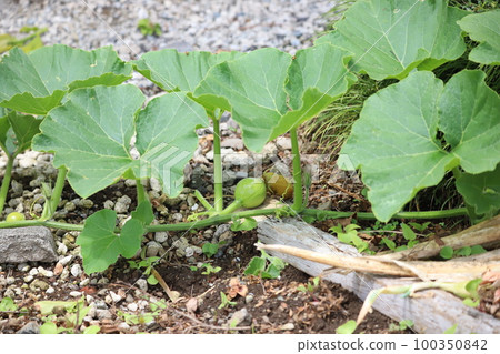 Pumpkin in the field 100350842