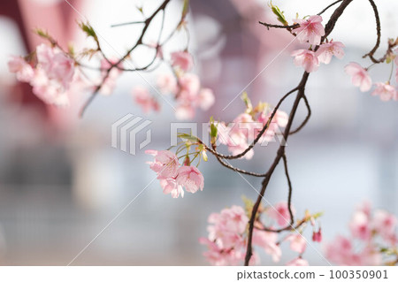 Kawazu cherry blossoms in early bloom and Kobe's Harbor Highway in the background. Taken at Nadahama Ryokuchi in Kobe City in mid-March 100350901