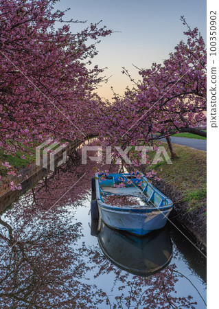 笠松河津櫻道黎明 笠松河津櫻道黎明 100350902
