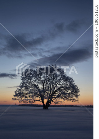 Harnile tree 100351216