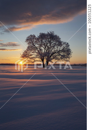 Harnile tree Harnile tree 100351225