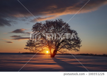 Harnile tree Harnile tree 100351226