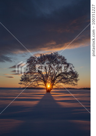 Harnile tree 100351227